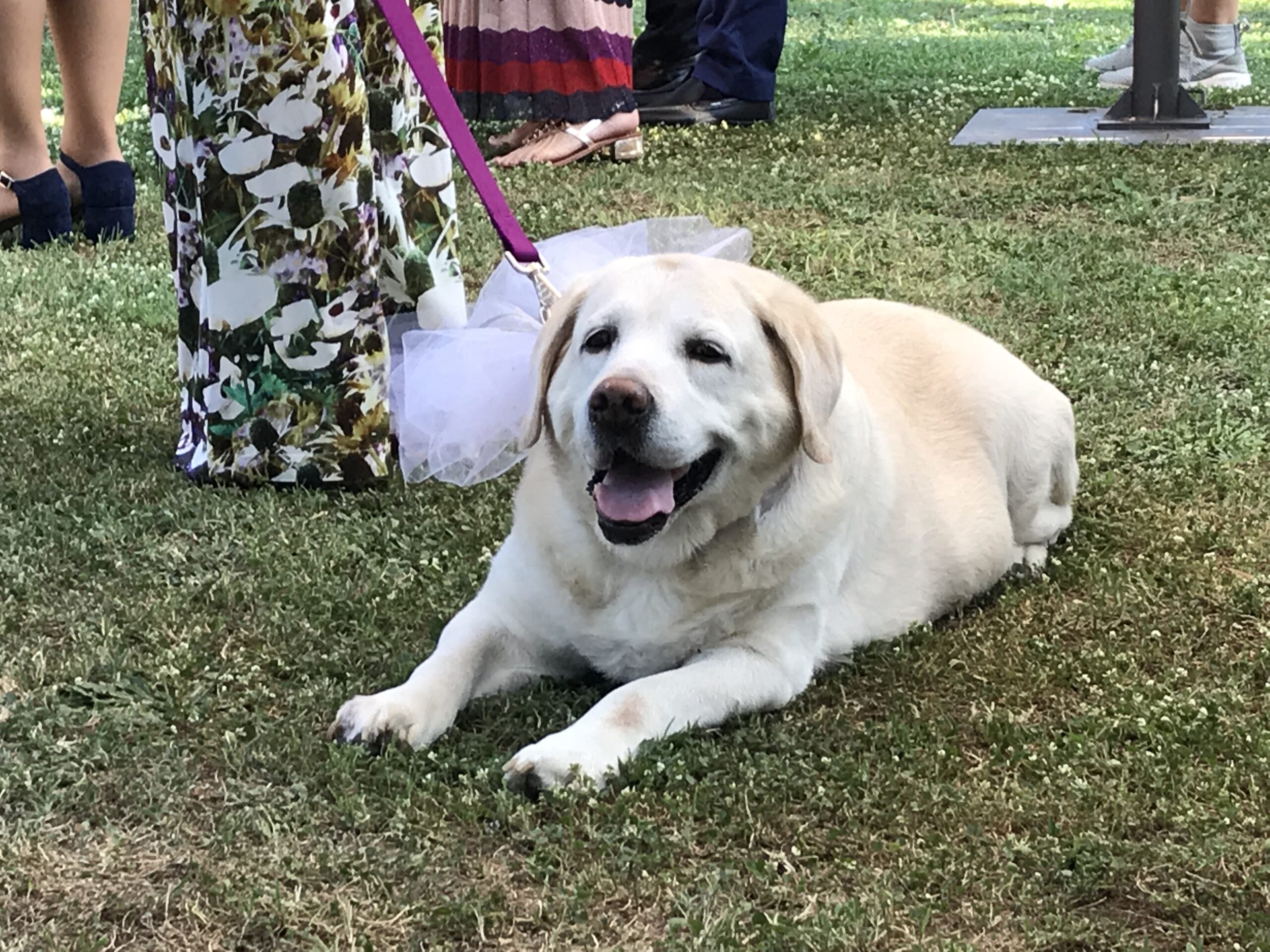 i nostri amici animali